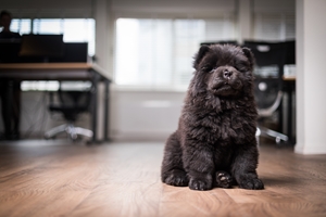 adver-online kantoor hond